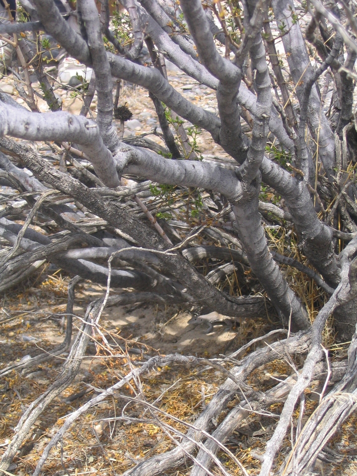 Whiptail Lizard